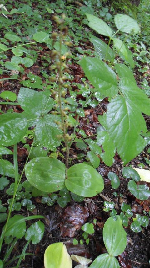 Listera ovata (gefunden in der N&auml;he von Jena)